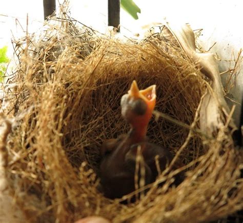 如何讓鳥來築巢|野鳥叫聲好滋擾？家中有野鳥築巢怎麼辦？漁護署教你。